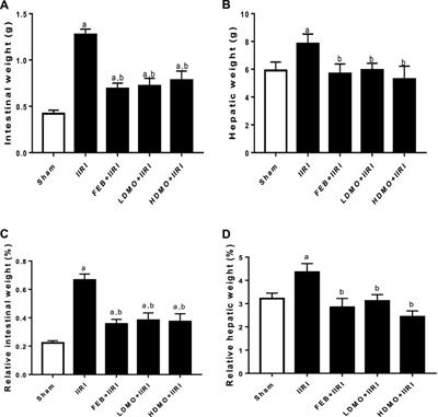 Methanolic Moringa oleifera leaf extract protects against epithelial barrier damage and enteric bacterial translocation in intestinal I/R: Possible role of caspase 3